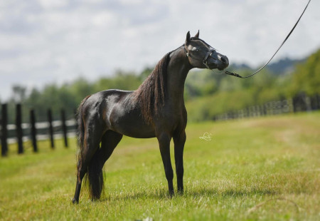 Licentace pouze hřebců minihorse 1.3.2026